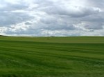 kansas-wheat-fields-in-valladolid-spain